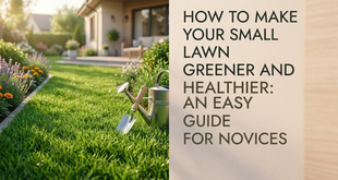 How to Make Your Small Lawn Greener and Healthier: An Easy Guide for Novices